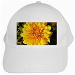 Fh 009 Fran Hoffpauir   A Dew Covered Mum White Cap