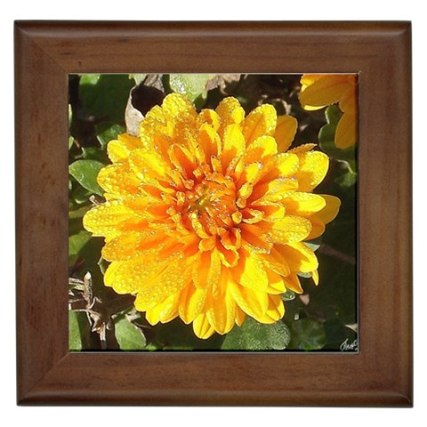Fh 009 Fran Hoffpauir   A Dew Covered Mum Framed Tile from ArtsNow.com Front