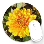 Fh 009 Fran Hoffpauir   A Dew Covered Mum Round Mousepad