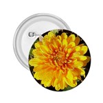 Fh 009 Fran Hoffpauir   A Dew Covered Mum 2.25  Button