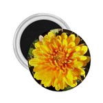 Fh 009 Fran Hoffpauir   A Dew Covered Mum 2.25  Magnet
