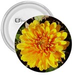 Fh 009 Fran Hoffpauir   A Dew Covered Mum 3  Button