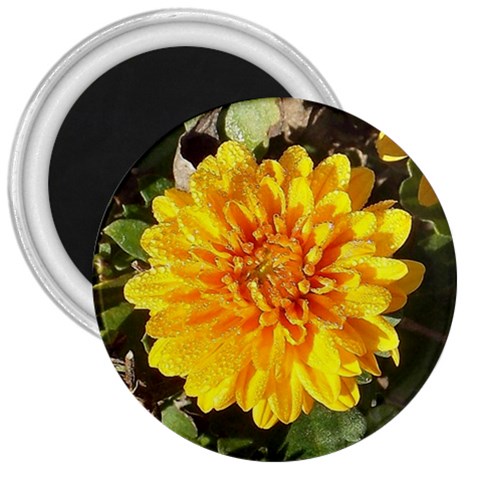 Fh 009 Fran Hoffpauir   A Dew Covered Mum 3  Magnet from ArtsNow.com Front