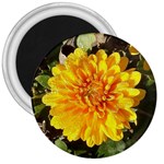 Fh 009 Fran Hoffpauir   A Dew Covered Mum 3  Magnet