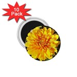 Fh 009 Fran Hoffpauir   A Dew Covered Mum 1.75  Magnet (10 pack) 