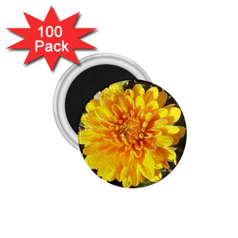 Fh 009 Fran Hoffpauir   A Dew Covered Mum 1.75  Magnet (100 pack)  from ArtsNow.com Front