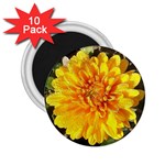Fh 009 Fran Hoffpauir   A Dew Covered Mum 2.25  Magnet (10 pack)