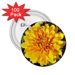 Fh 009 Fran Hoffpauir   A Dew Covered Mum 2.25  Button (100 pack)