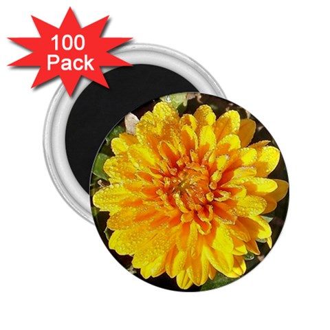 Fh 009 Fran Hoffpauir   A Dew Covered Mum 2.25  Magnet (100 pack)  from ArtsNow.com Front