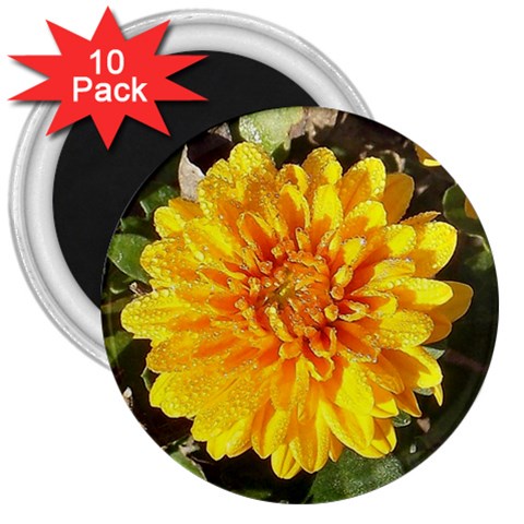 Fh 009 Fran Hoffpauir   A Dew Covered Mum 3  Magnet (10 pack) from ArtsNow.com Front