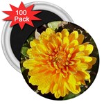 Fh 009 Fran Hoffpauir   A Dew Covered Mum 3  Magnet (100 pack)