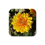 Fh 009 Fran Hoffpauir   A Dew Covered Mum Rubber Square Coaster (4 pack)