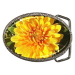 Fh 009 Fran Hoffpauir   A Dew Covered Mum Belt Buckle