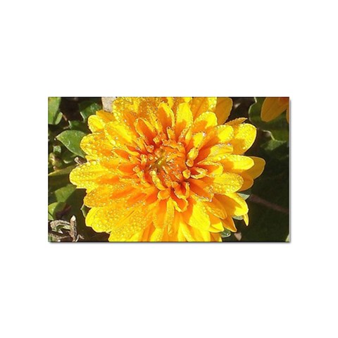 Fh 009 Fran Hoffpauir   A Dew Covered Mum Sticker (Rectangular) from ArtsNow.com Front