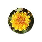 Fh 009 Fran Hoffpauir   A Dew Covered Mum Magnet 3  (Round)