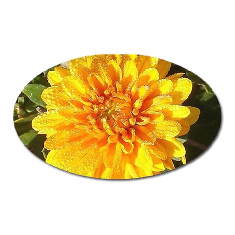 Fh 009 Fran Hoffpauir   A Dew Covered Mum Magnet (Oval) from ArtsNow.com Front