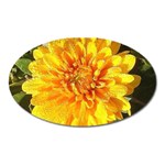 Fh 009 Fran Hoffpauir   A Dew Covered Mum Magnet (Oval)