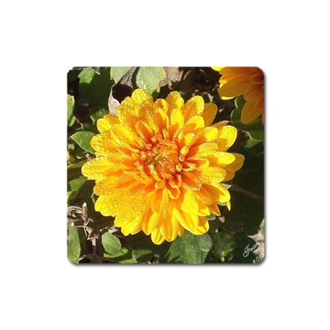 Fh 009 Fran Hoffpauir   A Dew Covered Mum Magnet (Square) from ArtsNow.com Front
