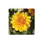 Fh 009 Fran Hoffpauir   A Dew Covered Mum Magnet (Square)