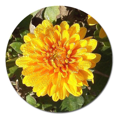 Fh 009 Fran Hoffpauir   A Dew Covered Mum Magnet 5  (Round) from ArtsNow.com Front