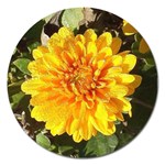 Fh 009 Fran Hoffpauir   A Dew Covered Mum Magnet 5  (Round)