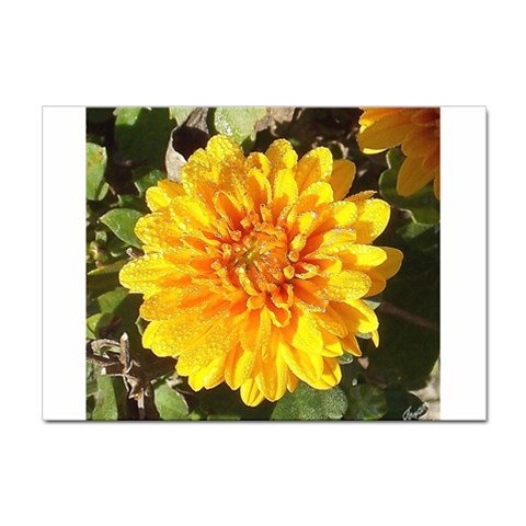 Fh 009 Fran Hoffpauir   A Dew Covered Mum Sticker A4 (10 pack) from ArtsNow.com Front