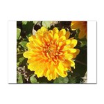 Fh 009 Fran Hoffpauir   A Dew Covered Mum Sticker A4 (100 pack)
