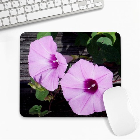 Morning Glories Front