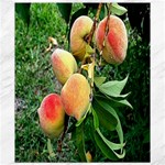 Peaches -  Fran Hoffpauir Canvas 8  x 10 
