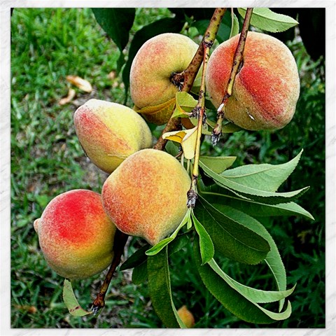 Peaches 11.4 x11.56  Canvas - 1