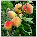 Peaches -  Fran Hoffpauir Canvas 12  x 12 