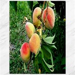 Peaches -  Fran Hoffpauir Canvas 12  x 16 