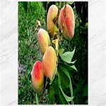 Peaches -  Fran Hoffpauir Canvas 12  x 18 