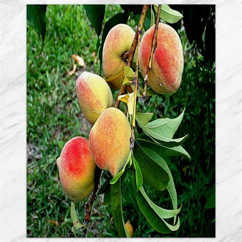 Peaches 15.75 x19.29  Canvas - 1