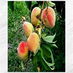 Peaches -  Fran Hoffpauir Canvas 16  x 20 