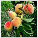 Peaches -  Fran Hoffpauir Canvas 20  x 20 