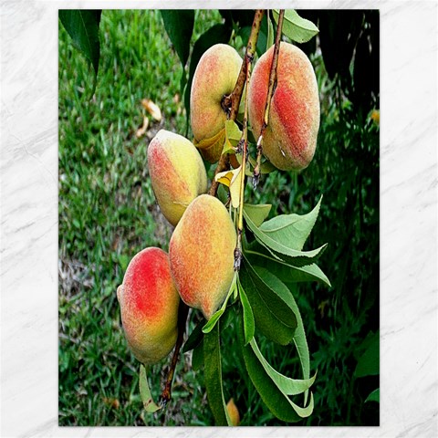 Peaches 17.8 x23.08  Canvas - 1