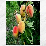 Peaches -  Fran Hoffpauir Canvas 18  x 24 