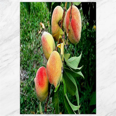 Peaches 19.62 x28.9  Canvas - 1