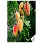 Peaches -  Fran Hoffpauir Canvas 20  x 30 