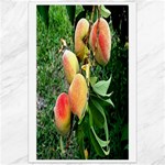 Peaches -  Fran Hoffpauir Canvas 24  x 36 