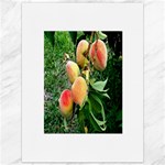 Peaches -  Fran Hoffpauir Canvas 36  x 48 