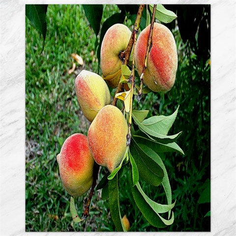 Peaches 10.95 x13.48  Canvas - 1