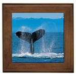 Humpback Whale Framed Tile