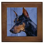 Doberman Pinscher - Quality Dog Lovers Framed Tile