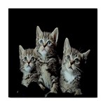 Kitten trio Tile Coaster