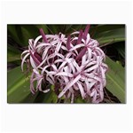 purple flowers Postcard 4 x 6  (Pkg of 10)