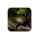 Turtle Rubber Square Coaster (4 pack)