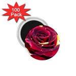 Rose 2 1.75  Magnet (100 pack) 