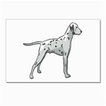 Dalmation Postcards 5  x 7  (Pkg of 10)